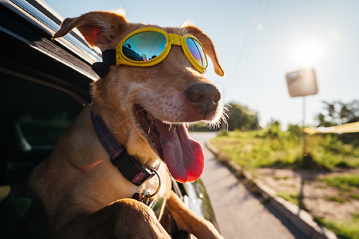 Dog hanging out of car window